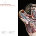 Bourgery - Atlas of Anatomy